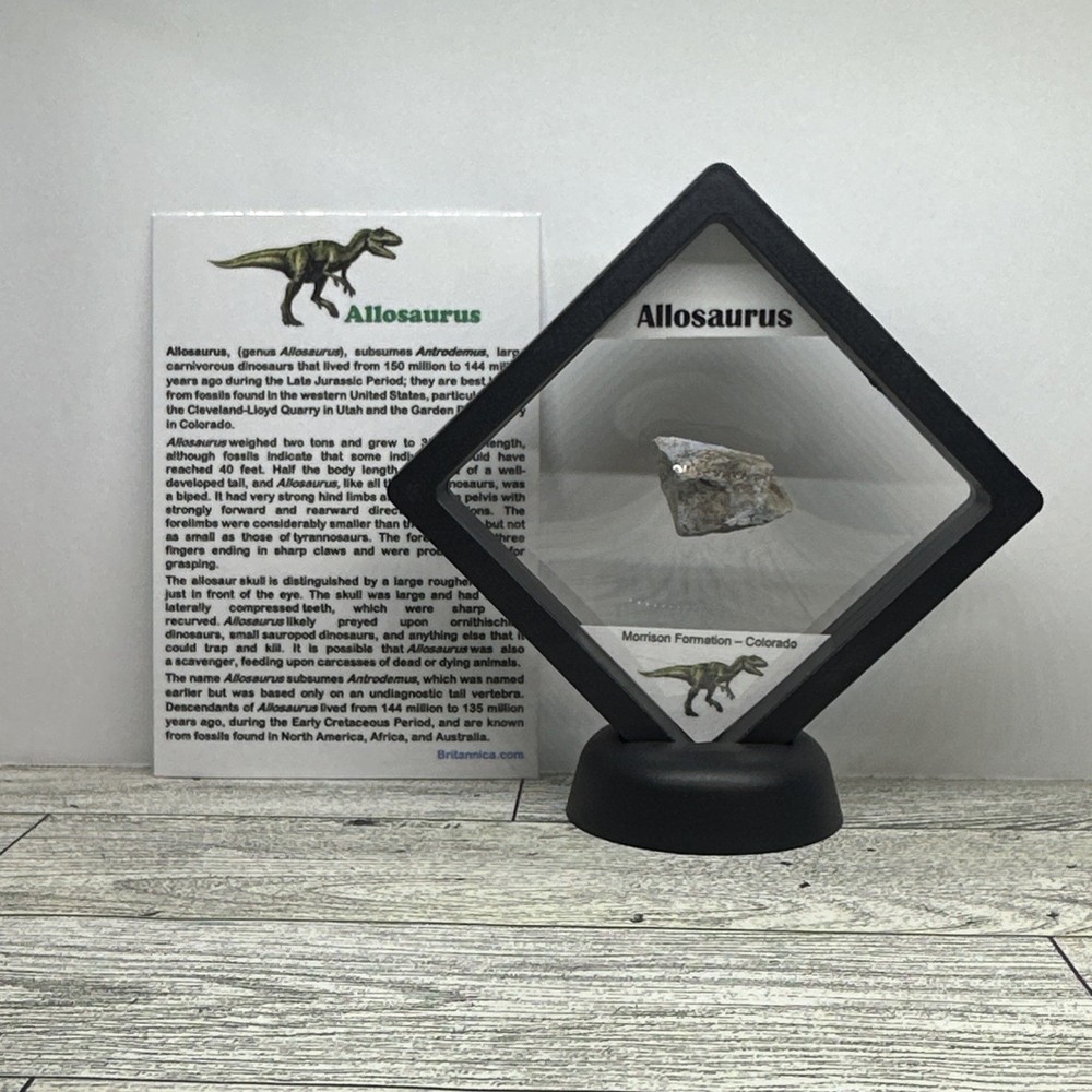 Allosaurus Extinct Dinosaur Bone Fossil with Display Case