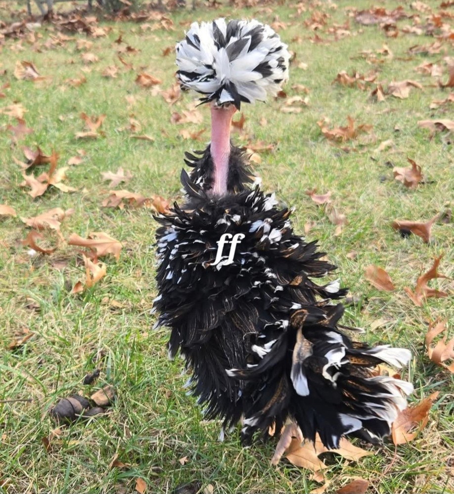 12 Polkis Hatching Eggs