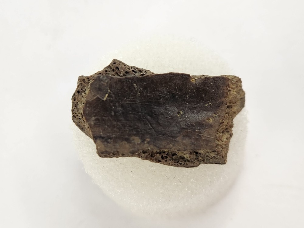 Cretaceous Turtle Shell Fossil - Testudines - Judith River Fm. - Hill Co., MT