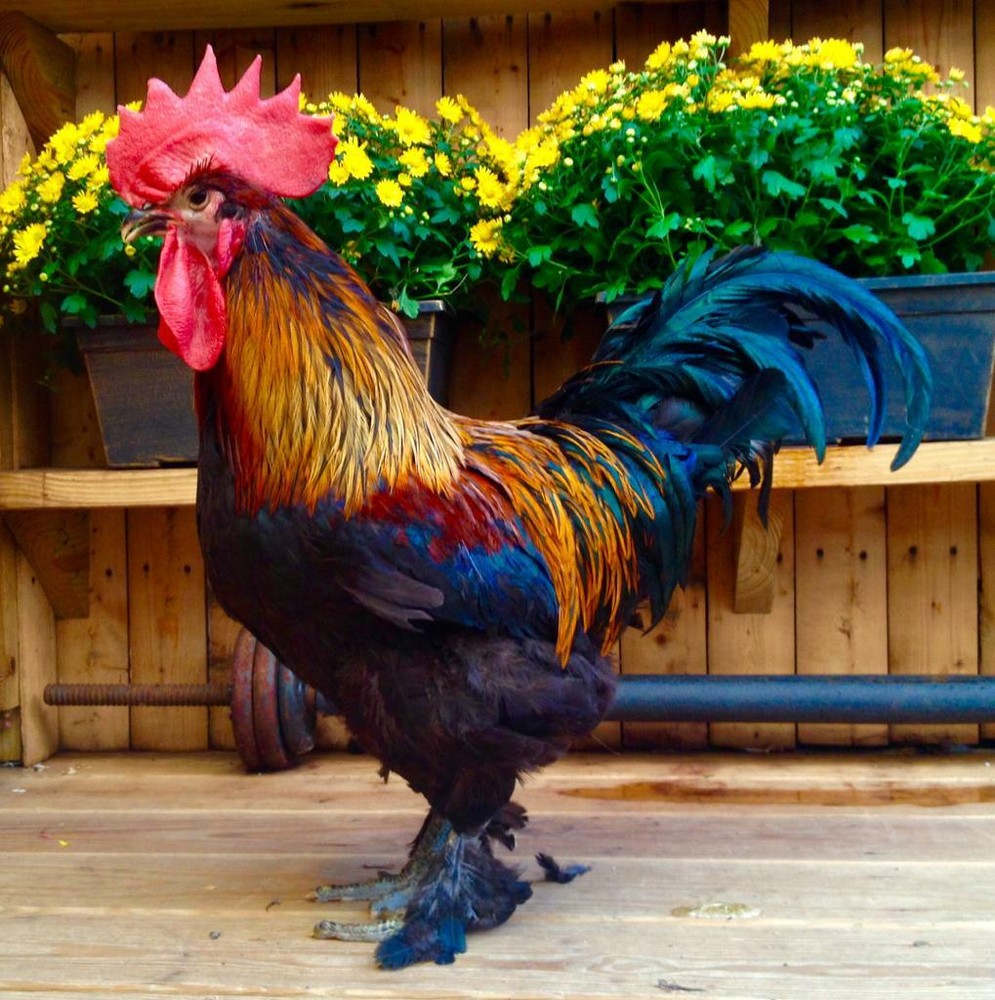 BLACK BLUE OR SPLASH COPPER MARANS 100% PURE TYPE ( 12 ) HATCHING EGGS