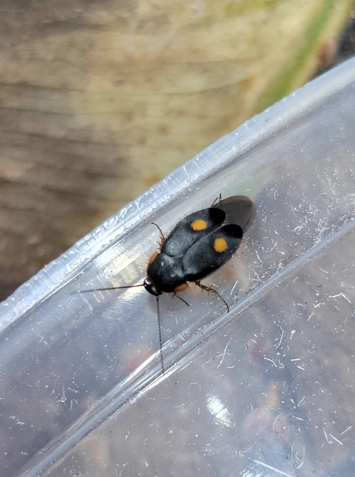 Pacific Roach (Euthyrrhapha pacifica) 20 Ct