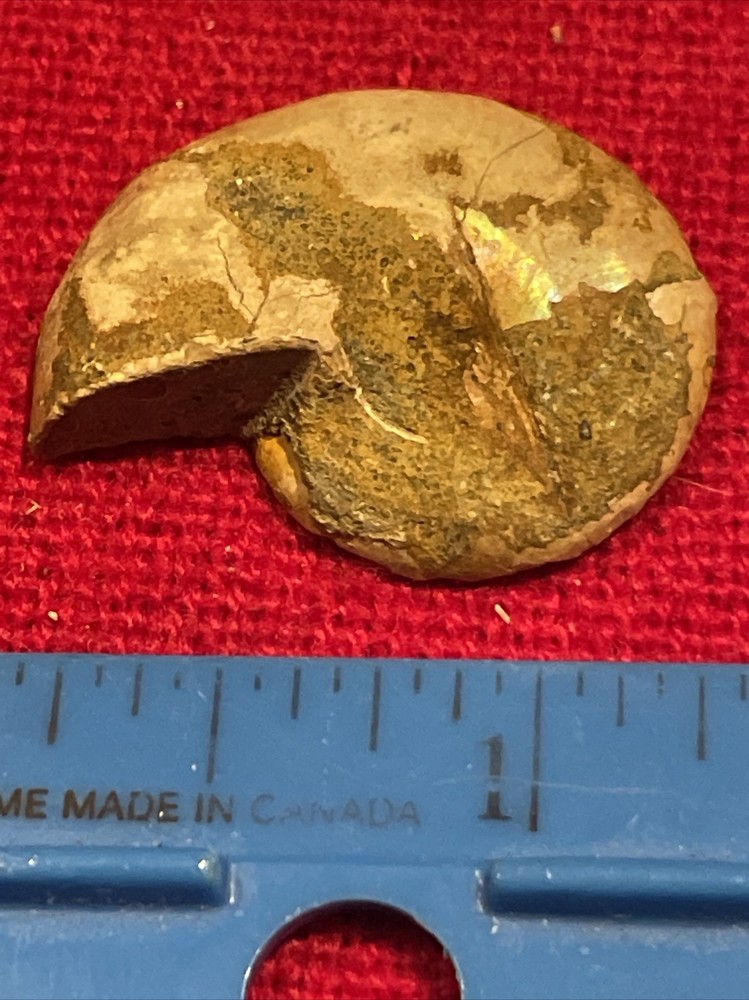 prehistoric Sea animals, Fossilized