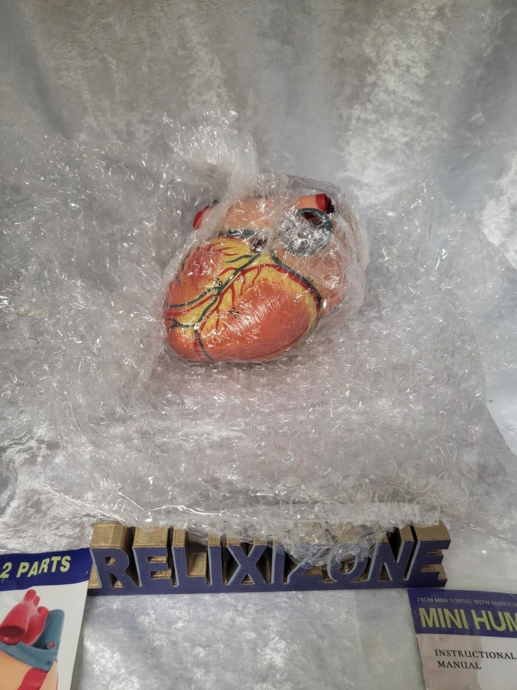 EVOTECH Scientific Human Anatomy Model Bundle Torso Skeleton Heart Brain Set