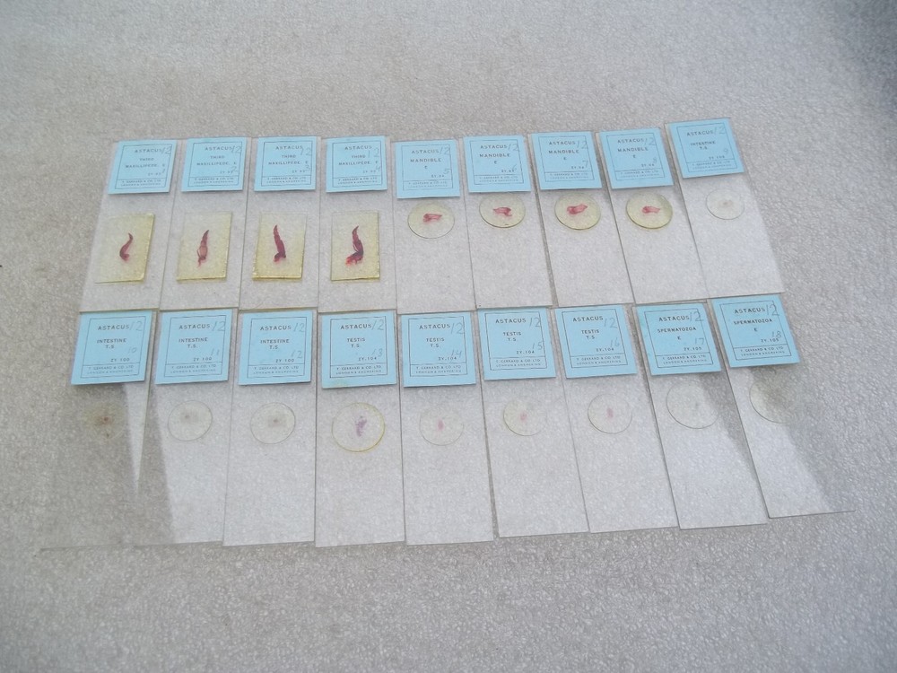 Vintage Glass Microscope Slides -