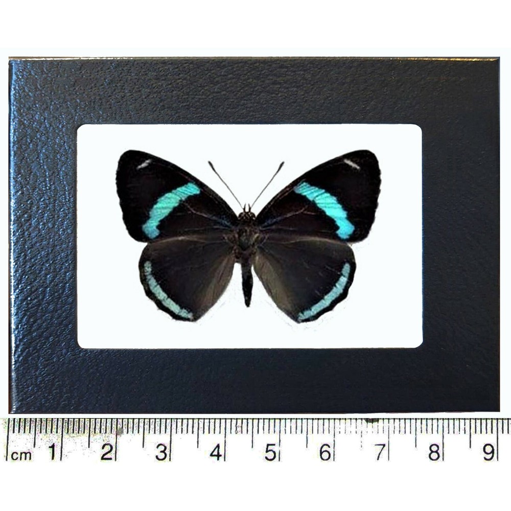 Diaethria clymena blue black butterfly Peru Framed