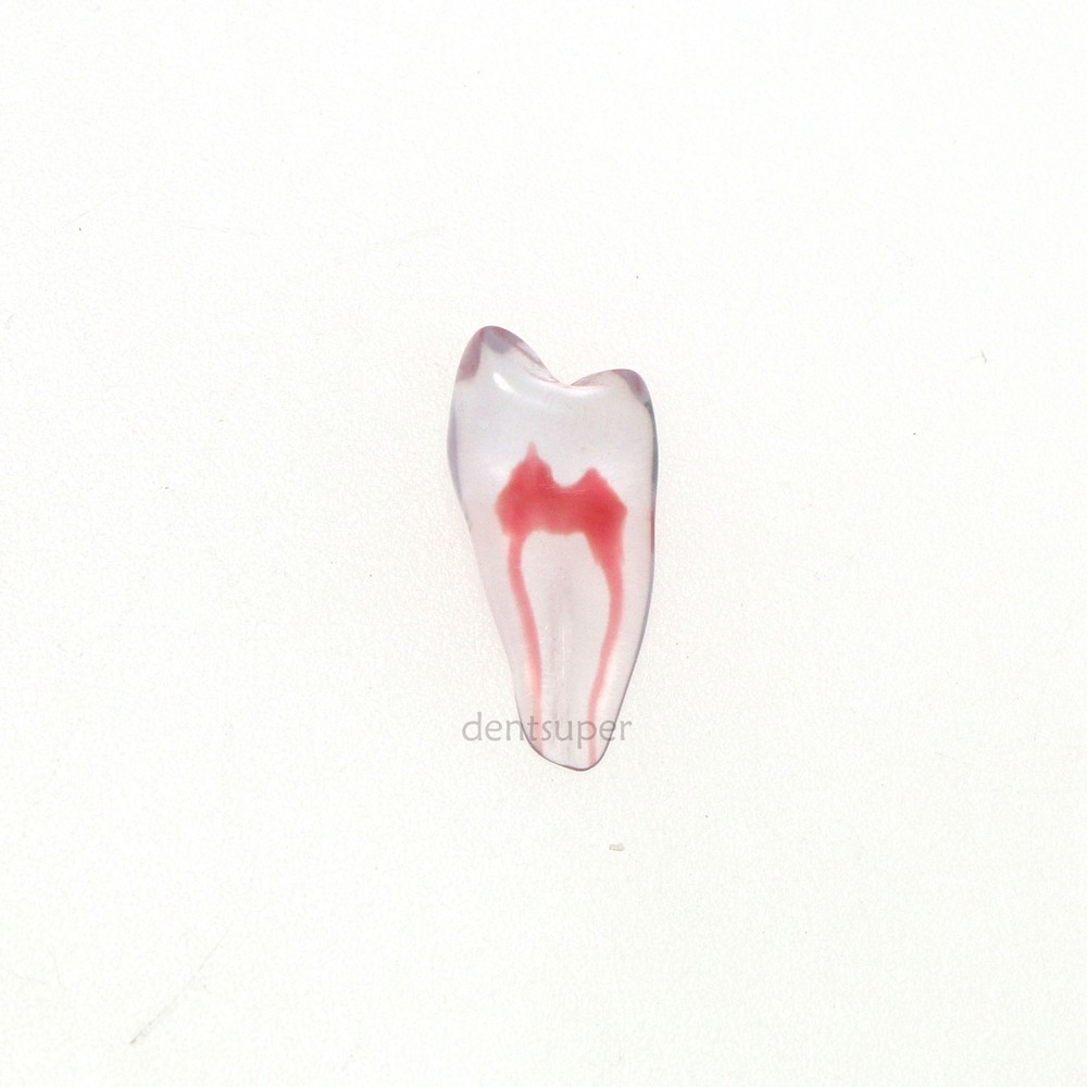 RCT 3D Print Dental Blocks Files Practice Block Endo Training Model Replicas