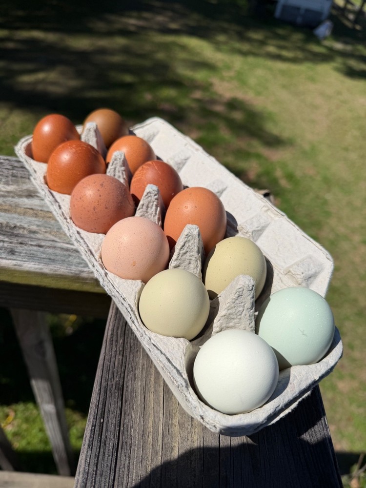 CHASING THE RAINBOW - 12 Olive Egger Hatching Eggs NPIP Certified, AI clean