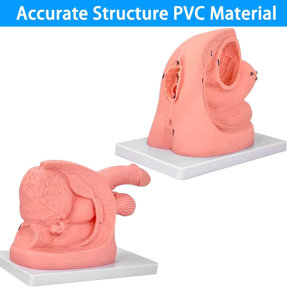 Male Female Urethral Catheterization Training Simulator Models, Medical Practice