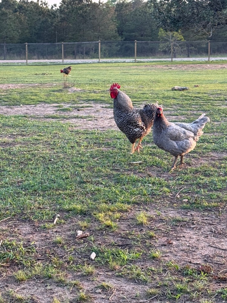 12 Mix Hatching Eggs (Rare Breeds)