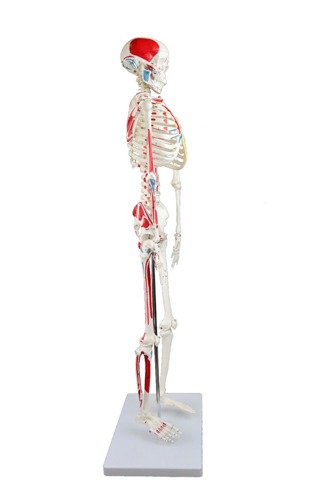 Vision Scientific Half Size Human Skeleton- 33” (84cm) with Muscles