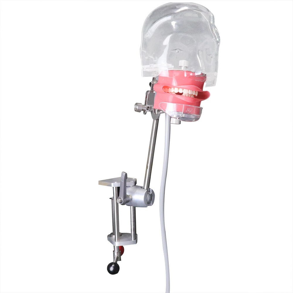 Dental Simulator Mannequin Head Teeth Model Teaching Practicing Head Mold desk