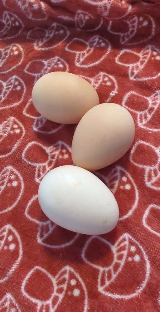 10 +Extras Chocolate partridge silkie hatching eggs