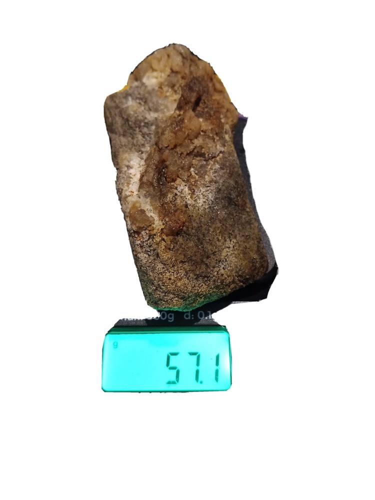 Agatized Fossil Of Ancient Sea Creature