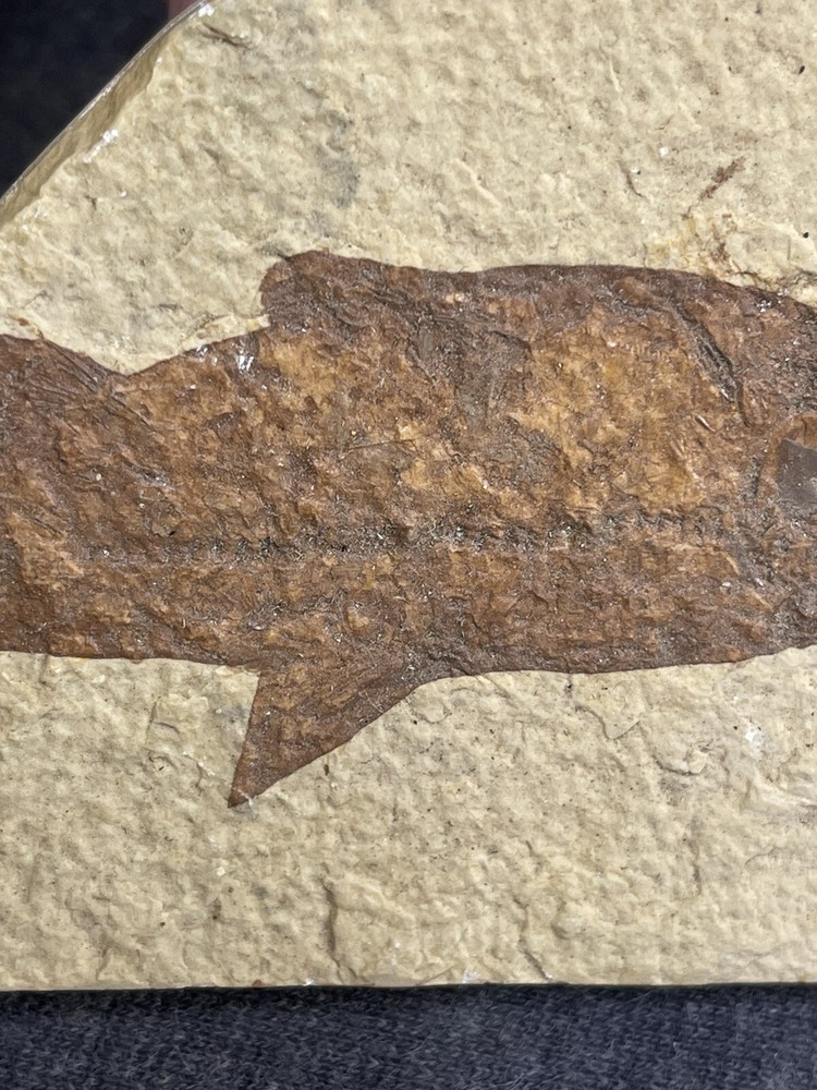 4” Fossil Fish Unknown