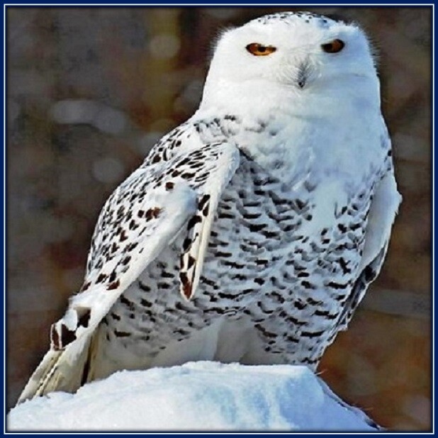 30 Custom Snowy Owl Art Personalized Address Labels