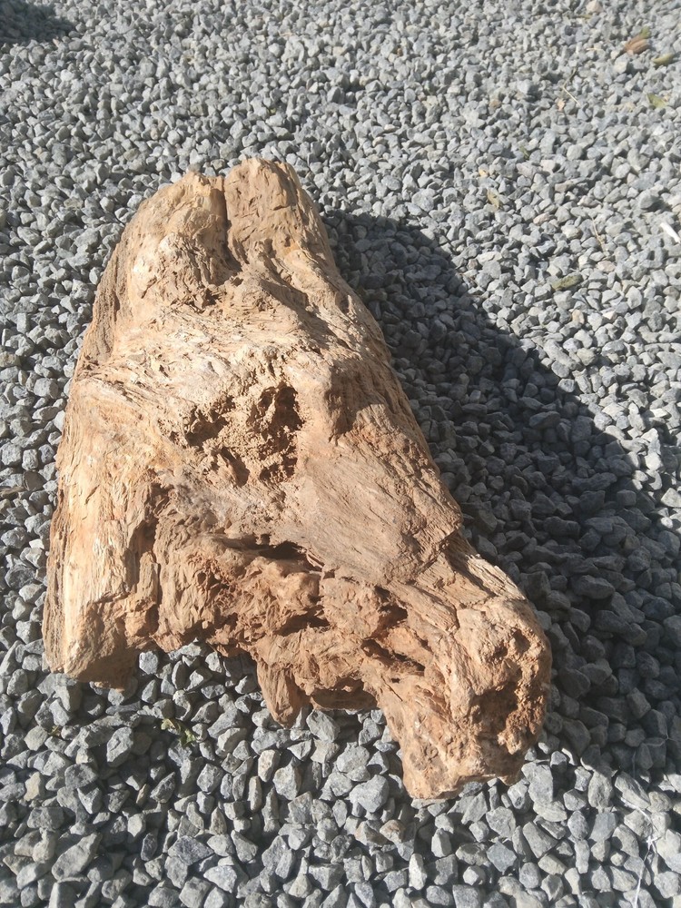 large petrified wood log