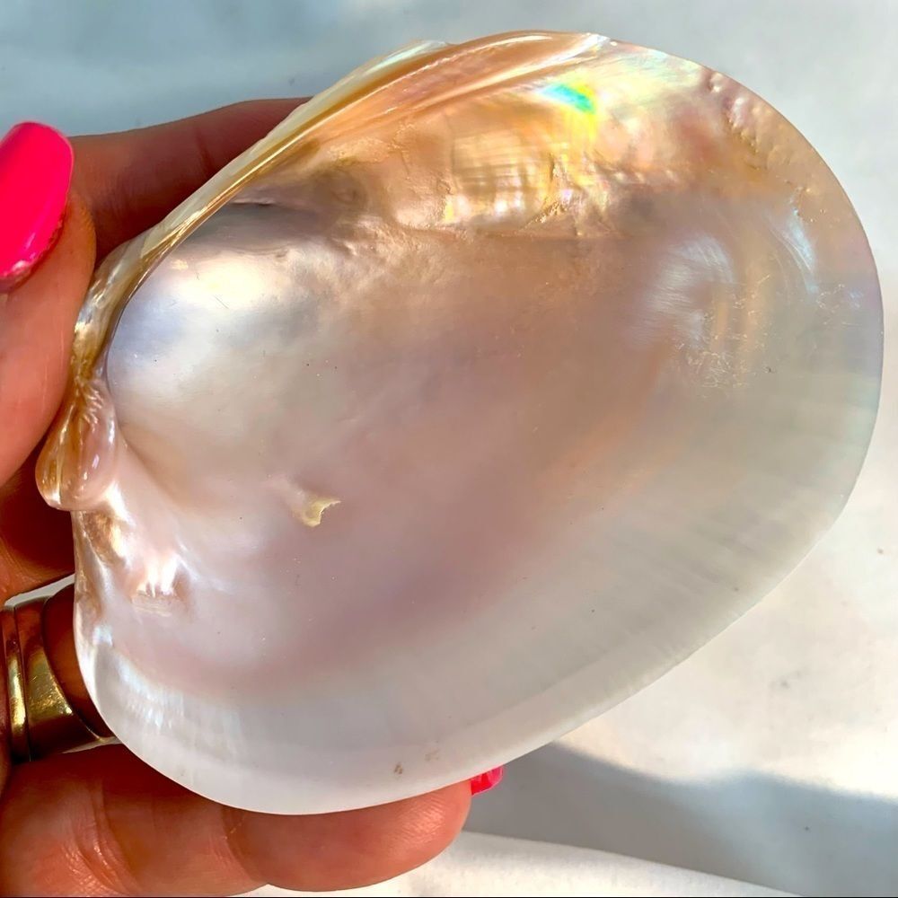 TWO MEDIUM NATURAL PEARLY AQUATIC SHELLS  PHOTO PROP?