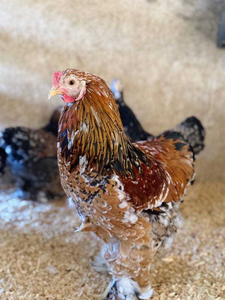 12++ Porcelain Brahma Hatching Eggs