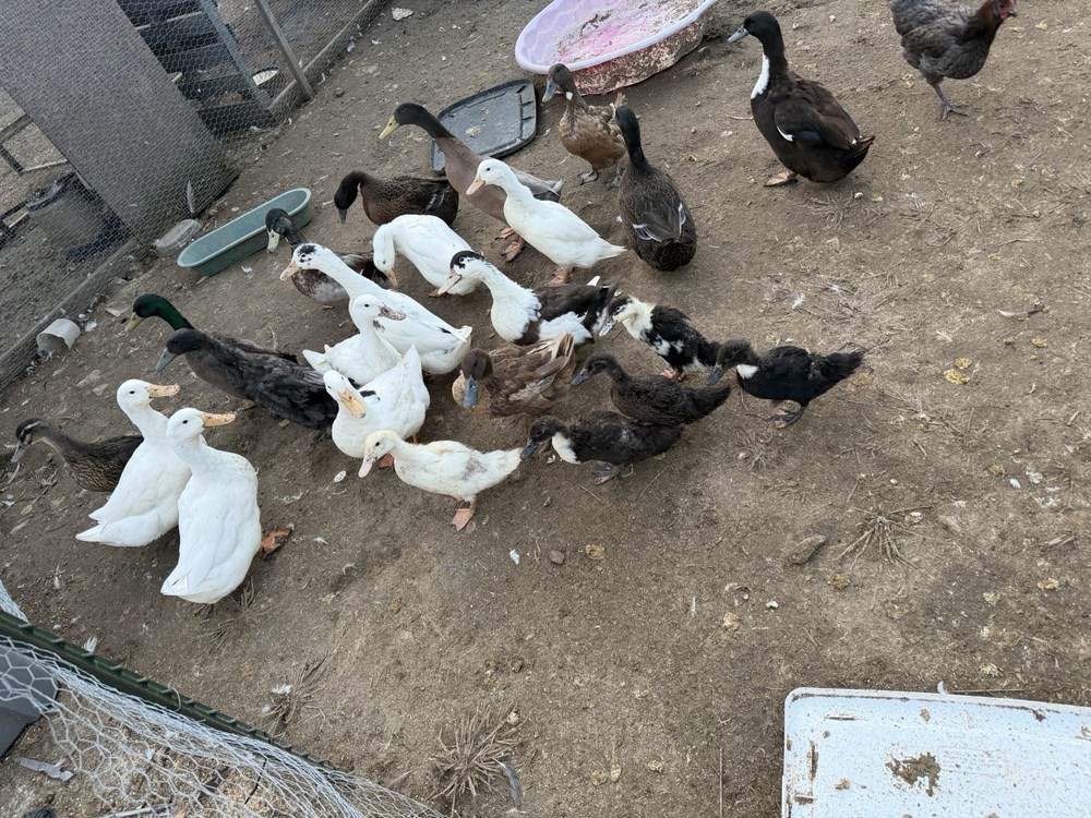Duck hatching eggs in plastic carton fresh poultry eggs