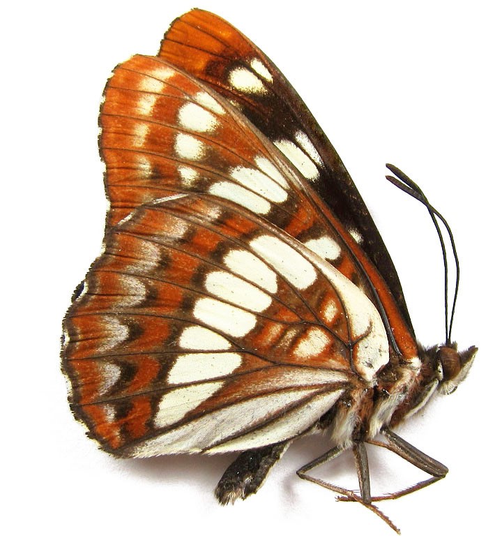 LIMENITIS LORQUINI LORQUINI 1M (USA. CA)