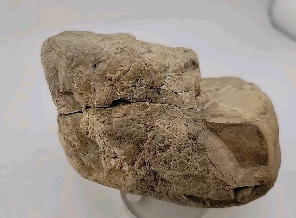 Egg Fossil Avain