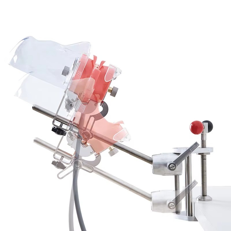 Dental Simulator Manikin Phantom Head Teeth Model Bench Mount Teaching Model