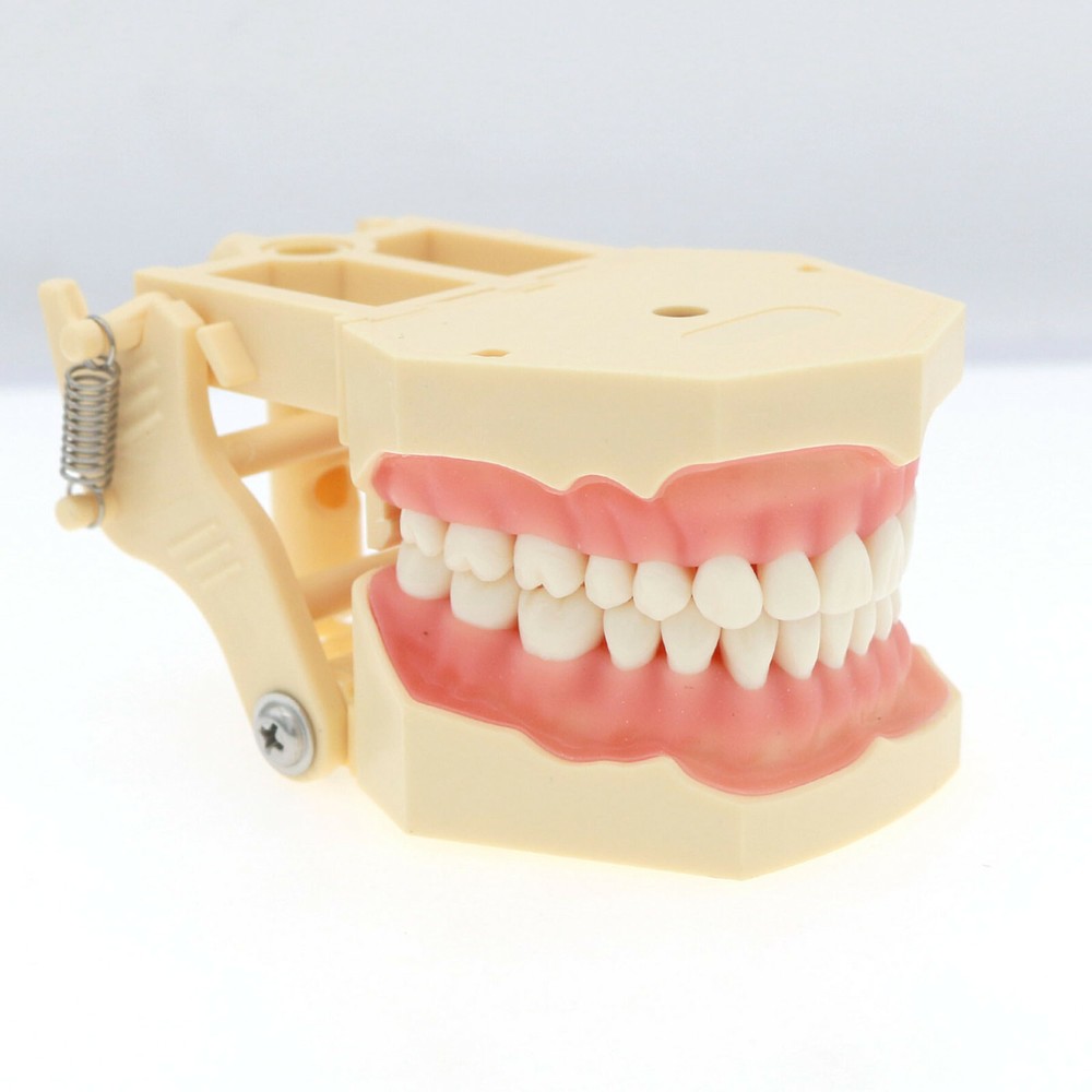 Dental Restorative Typodont Teeth Model Frasaco AG3 Type 32Pcs Removable Teeth