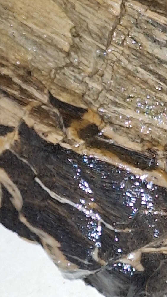 petrified wood log