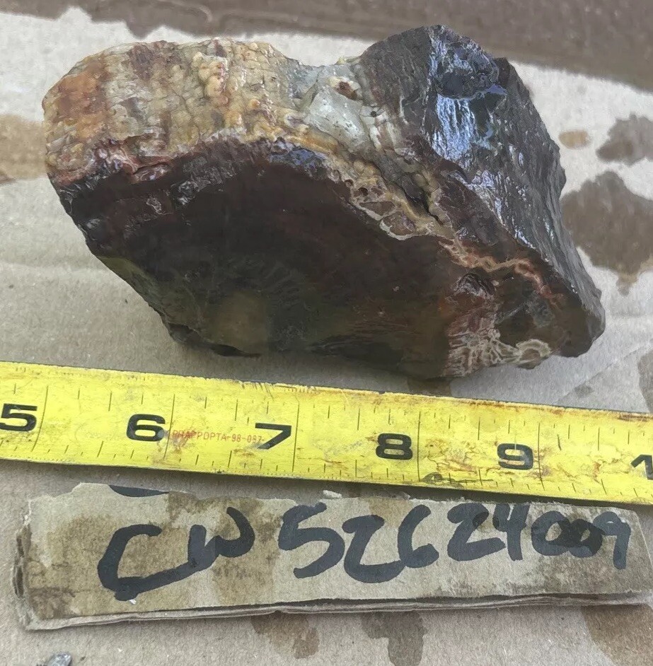 Colorful petrified wood