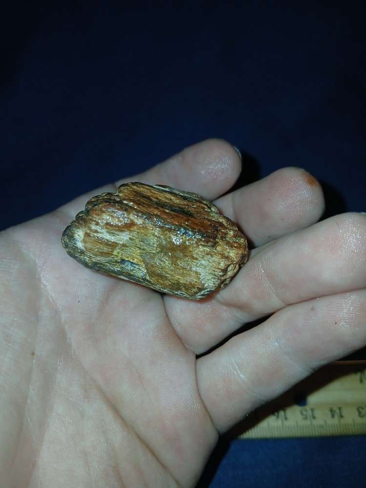 2 oz Agatized Petrified Wood Natural State Unchanged