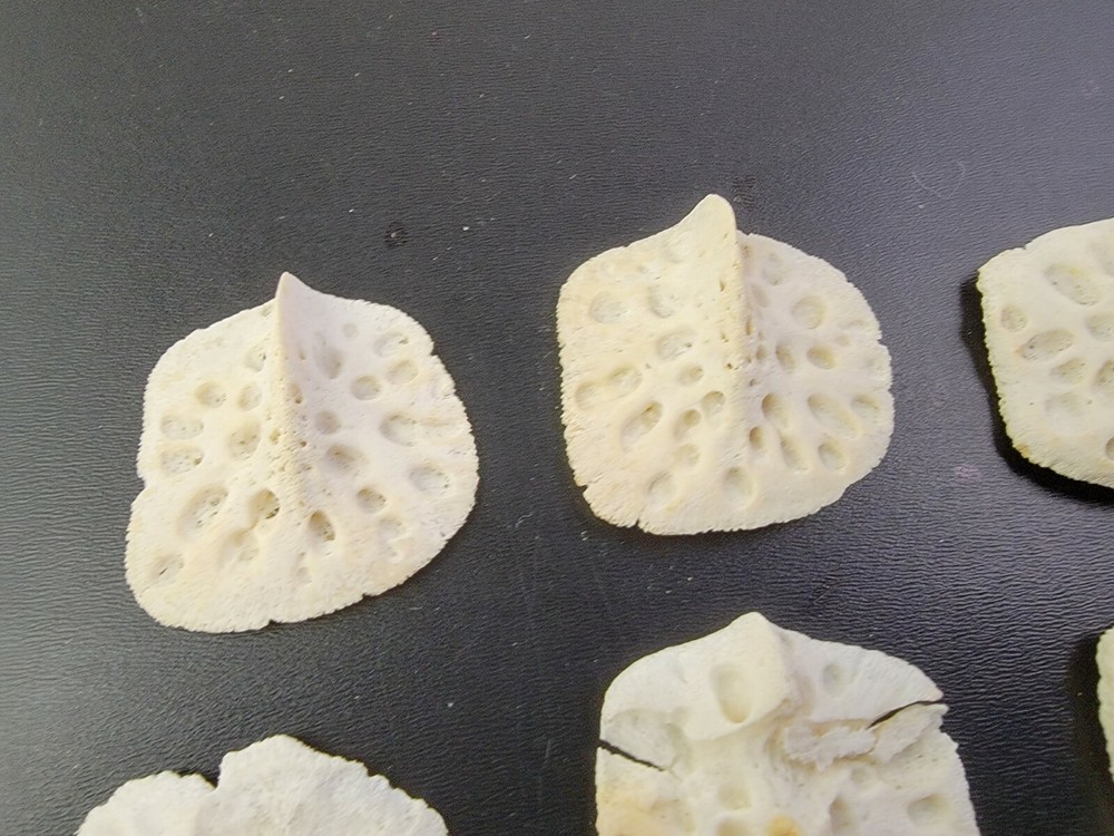 Gator ALLIGATOR BACK SCUTE bone bones BONY skutes croc weird OSTEODERMS CLEAN