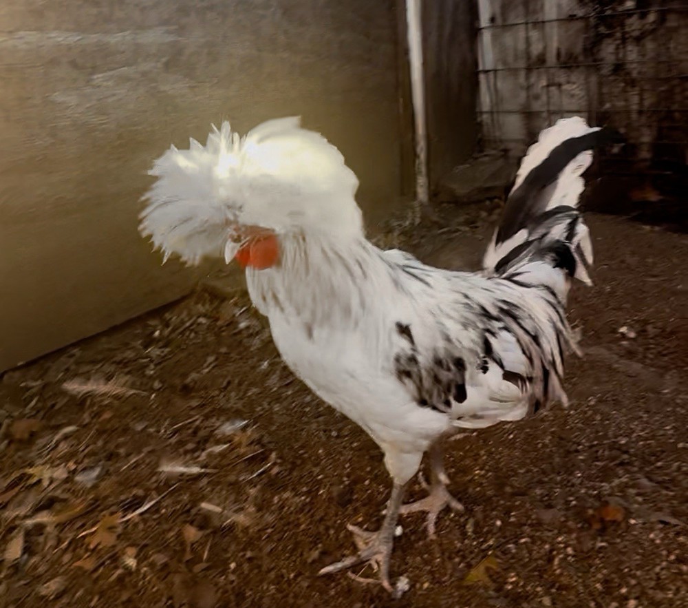 6 ++++ Extra Splash Polish Fertile Hatching Eggs