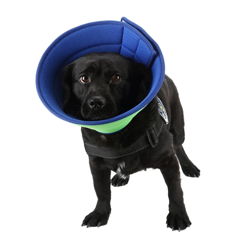 Pet Protective Collar for Dogs & Cats – Recovery Cone (Medium Size)