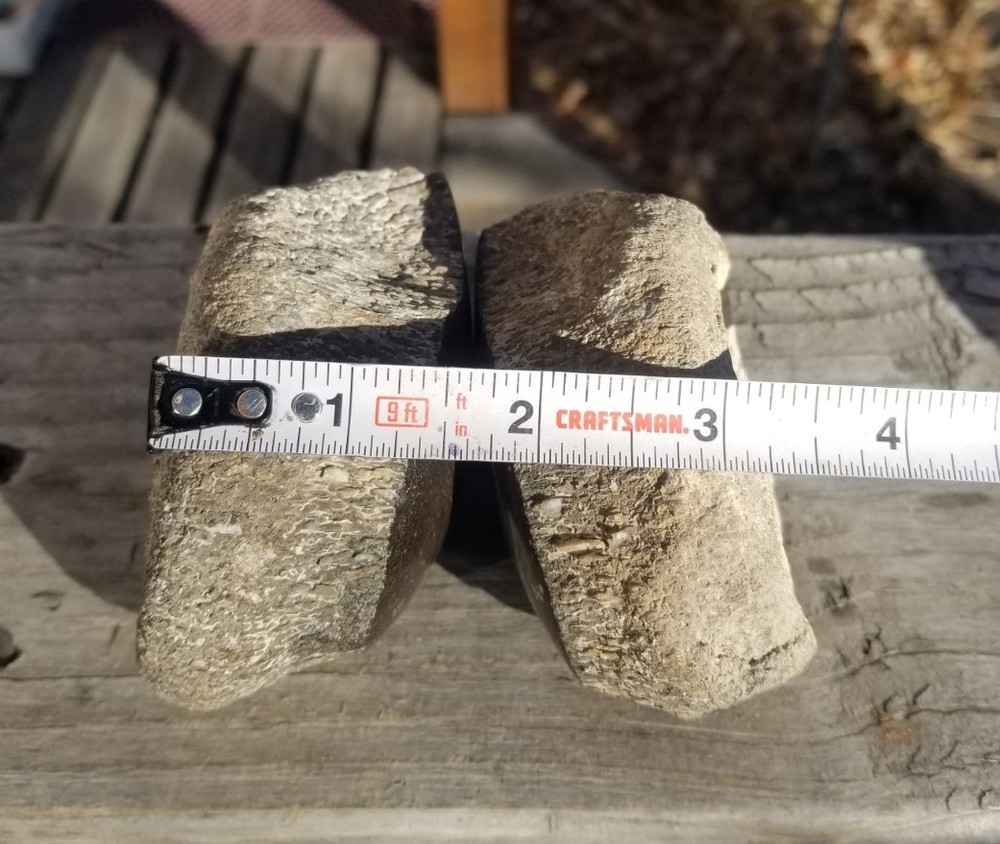 Nice Stegosaurus Vertebra Agatized Split Polished Multicolor Solid Morrison 2+Lb