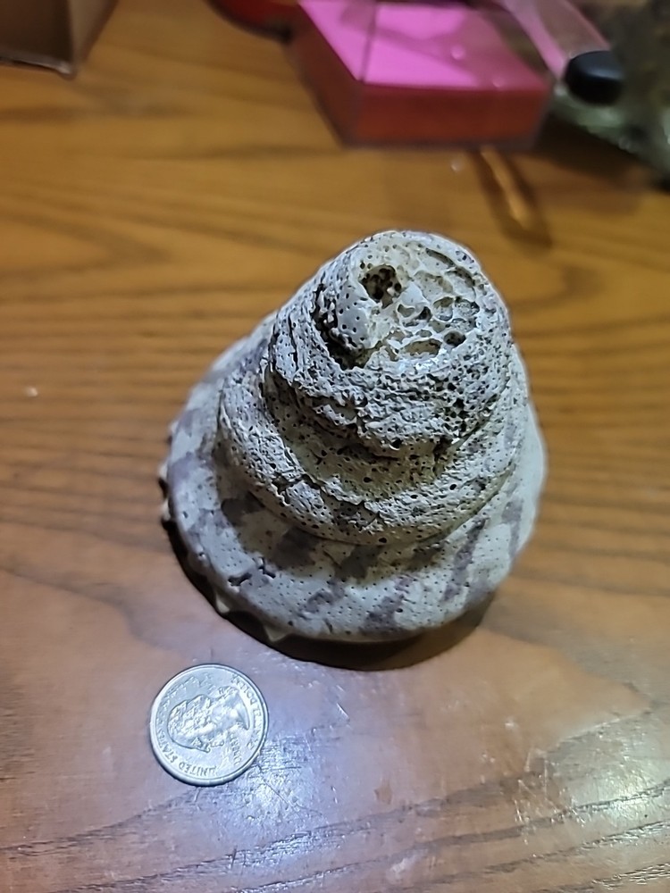 Vintage Shell Tossed After Extracting Buttons Rhode Island Manufacturing