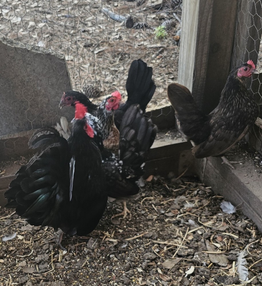 20+ Serama Chicken Hatching Eggs