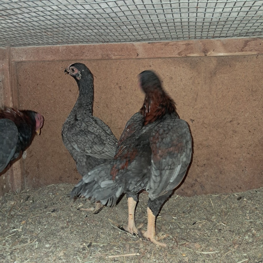 Koshamo hatching eggs 10