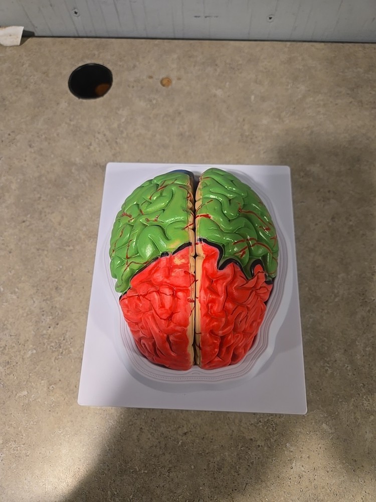 Life Size Human Brain