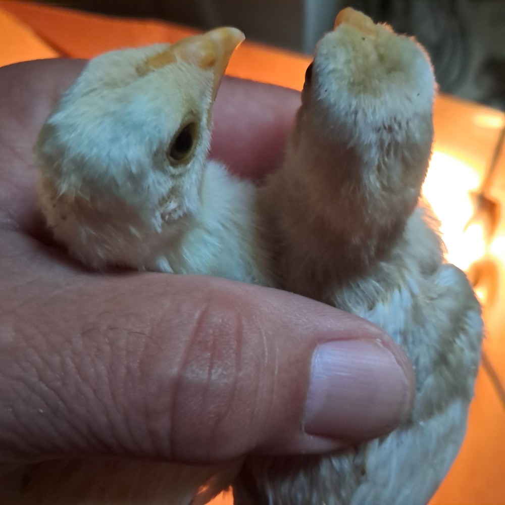 Koshamo hatching eggs 10