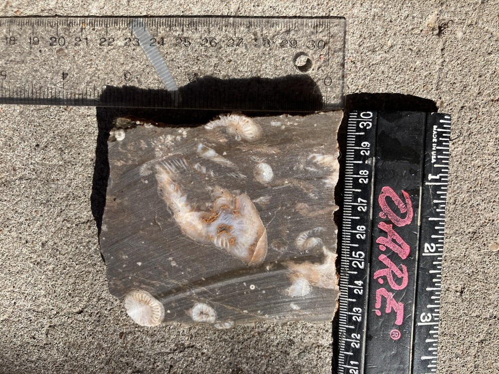 Fossil Stone Slab