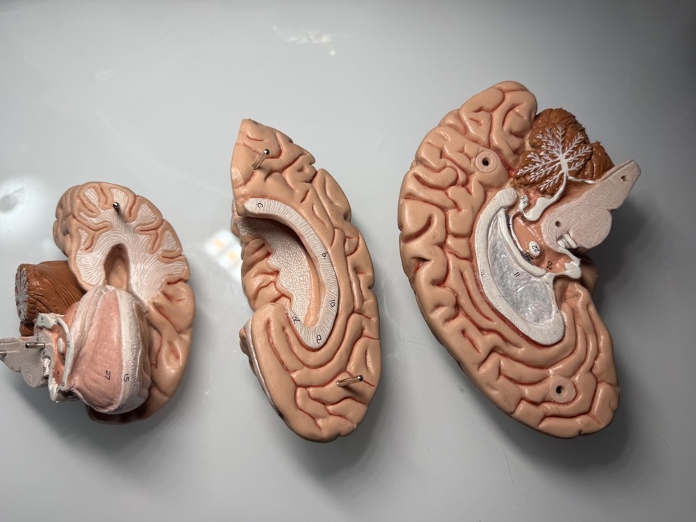 vintage anatomy model brain model 4 pieces