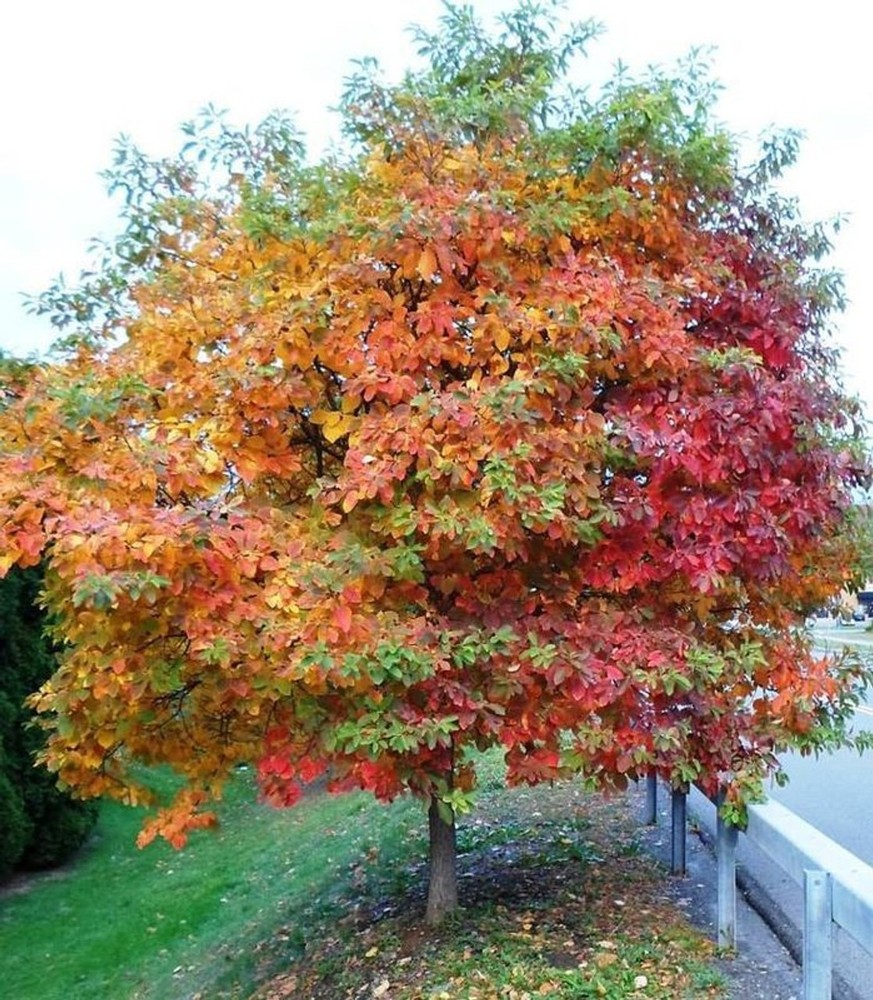 3 Sassafras Tree 12-24" Tall Sassafras albidum Bare Root
