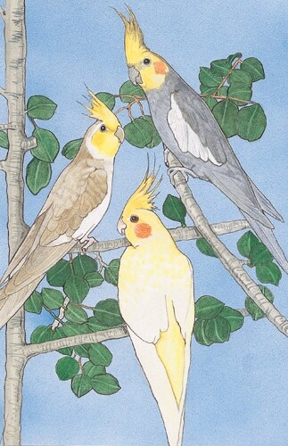 Cockatiel Blank Note Card