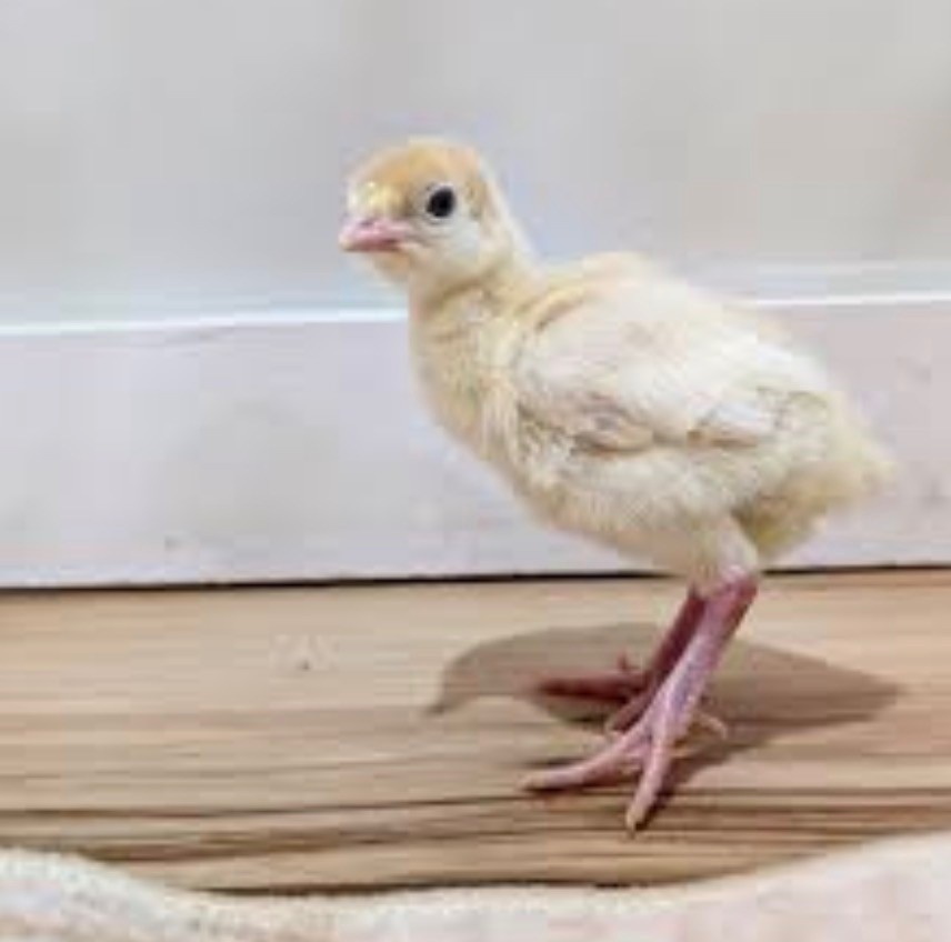 6 Royal Palm Turkey Hatching Eggs ready to ship!