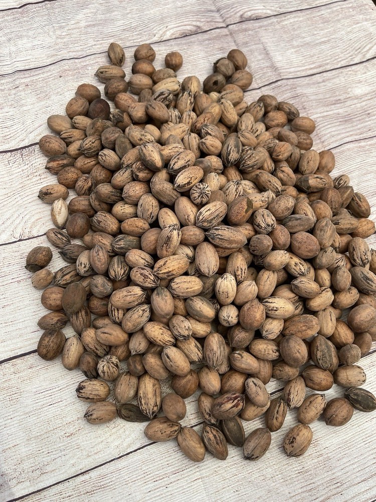 Organic Texas Pecans 5 LBS Raw in Shell - Non GMO