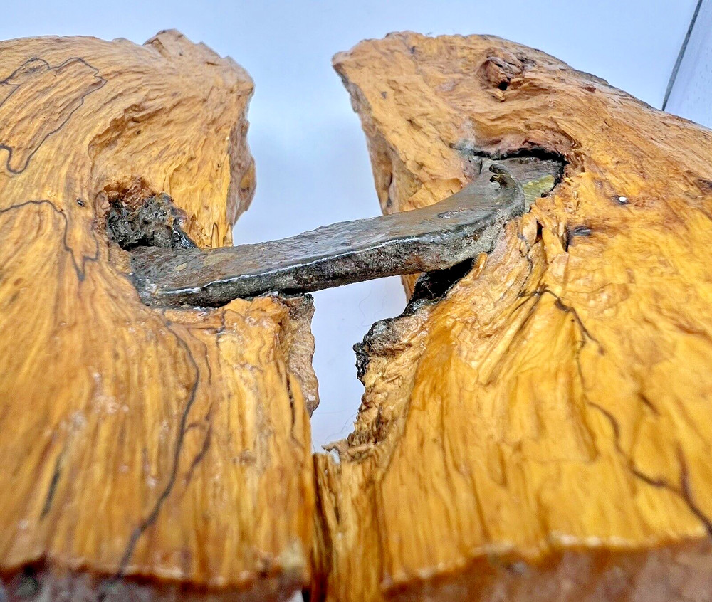 Old Horseshoe Embedded in a Tree 11" X 10" Primitive