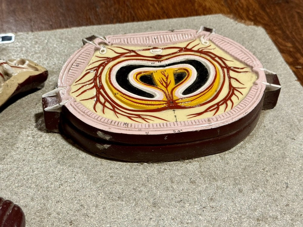 Rare Nystrom Biological Model Worm Cross Section Vintage