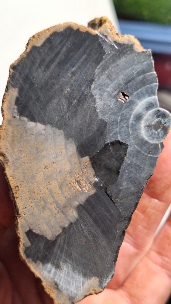 Agatized Petrified Wood