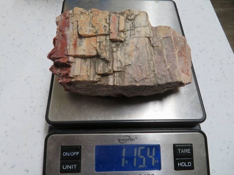 Petrified Wood 1 lbs & 15 ozs