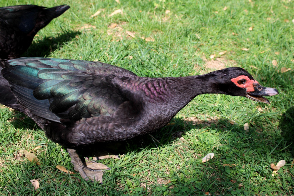 Exhibition Quality Muscovy Hatching Eggs 96% solid BLACK ducks only 12 eggs